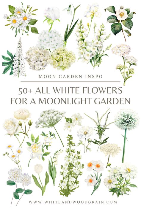 Love the look of an all white flower garden, but not sure what to plant? Check out this post for a list of 50+ white flowers and white flowering plants to add to your home's landscaping and create your very own moonlight garden! From white flowering bulbs, to white perennials, to shrubs and trees with white flowers... this list has tons of white flower ideas, and lots of moon garden inspo too! White Gardens Design Inspiration, White Perennial Flowers, White Perennials, White Garden Design, White Flower Garden, Moon Gardens, Country Garden Landscaping, White Flowering Shrubs, Flower References