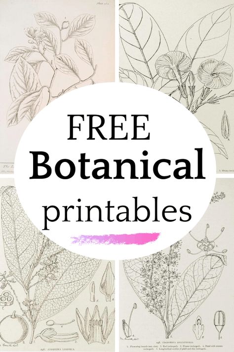 Floral Botanical Prints, Decorating With Botanical Prints, Printable Botanical Prints Free, Diy Botanical Prints, Free Printable Botanical Wall Art, Modern Botanical Illustration, Botanical Pictures Wall Art, Free Vintage Botanical Printables, Botanical Prints Free Printable Art