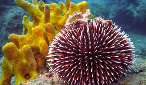 Sea Urchin Facts: Animals of the Oceans - WorldAtlas.com Sea Urchins, Reef Aquarium, Water Life, Sea Urchin, Marine Animals, Red Sea, Animal Wallpaper, Funny Animal Pictures, Sea Animals