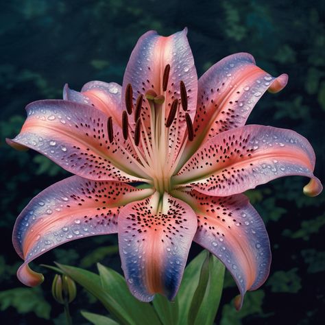 a blue and pink asiatic lily Tiger Lillie’s, Magnolia Backyard, Tiger Lilies Flowers, Lillie Flower, Dragon Lily, Tiger Tongue, Tiger Lily Flowers, Photos Of Flowers, Asiatic Lily