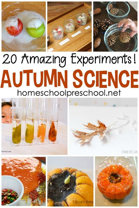 Pumpkins, apples, leaves, pine cones, and more! Come discover twenty engaging fall fun science experiments for preschoolers! #homeschoolprek #prekscience #funscienceexperiments #fallscience #autumnscience #preschoolscience #prekscience Fall Science Area Preschool, Fall Homeschool Kindergarten, Fall Science Projects For Preschool, Fun Fall Homeschool Ideas, Magic Potion Science Experiment, Fall Homeschool Ideas, October Homeschool Ideas, October Science Activities, Thanksgiving Science Experiments