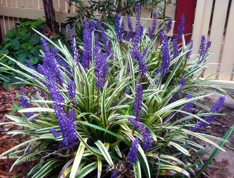 The strap like variegated foliage of  Liriope muscari 'Variegata' makes it an excellent contrast plant Variegated Liriope, Lily Turf, Monkey Grass, Liriope Muscari, Landscape Borders, Light Purple Flowers, Ornamental Plants, Evergreen Shrubs, Tropical Landscaping