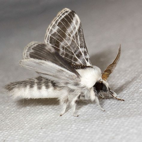 Large Tolype Moth - Hodges#7670 - Tolype velleda Large Tolype Moth, Tolype Moth, Fluffy Moths, Poodle Moth, Colorful Moths, Cute Moth, Blue Things, Cool Bugs, Beautiful Bugs