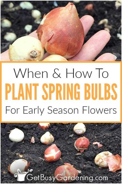 When To Plant Flower Bulbs, Planting Tulip Bulbs In Spring, How To Plant Bulbs In Spring, Tulips In Containers Planting Bulbs, When To Plant Spring Bulbs, When To Plant Tulip Bulbs Fall, How To Plant Bulbs In The Ground, How To Plant Bulbs In Containers, When Do You Plant Tulips Bulbs