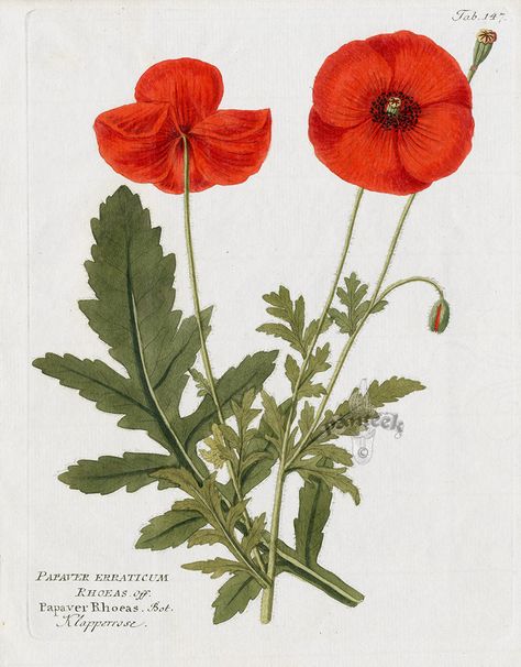 Poppy, Papaver rhoeas from Ferdinand Vietz Icones Plantarum 1800-1822 Poppy Botanical Illustration, Poppy Leaves, Poppy Flower Drawing, Papaver Rhoeas, Medieval Drawings, Poppy Drawing, Poppies Tattoo, Botanical Illustration Vintage, Nursery Paintings