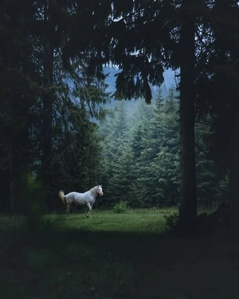 Dark Forest Aesthetic, Horse Aesthetic, Angel Aesthetic, Fantasy Films, Escape Reality, Iphone Wallpaper Quotes Love, Horse Life, White Horse, Horse Love