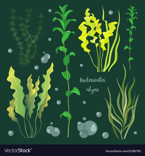 Ocean Plants, Ocean Illustration, Underwater Plants, Sea Illustration, Underwater Painting, Sea Plants, Underwater Art, Plant Vector, Plant Drawing