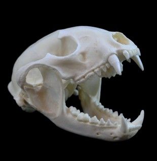 Raccoon Skull Raccoon Skull Tattoo, Panda Skull, Animals Skull, Pta Reflections, Raccoon Skull, Skull Anatomy, Skull Reference, Animal Skeletons, Animal Skull