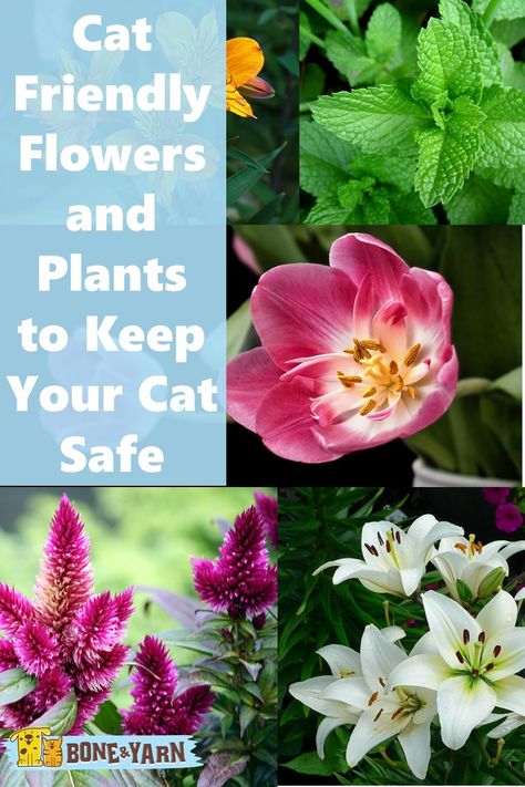 Cat Friendly Flowers and Plants Flowers That Are Safe For Cats, Safe Flowers For Cats, Pet Friendly Flowers, Cat Friendly Outdoor Plants, Cat Safe Plants Outdoor, Cat Safe Flowers, Bee Clutterbug, Cat Garden Outdoor, Cat Friendly Flowers