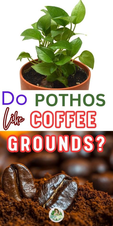 Pothos Plant Care | Indoor Plant Problems -Do Pothos Like Coffee Grounds -Coffee grounds as Pothos fertilizer
-Using coffee grounds for Pothos plants
-Benefits of coffee grounds for Pothos
-Coffee grounds for Pothos soil amendment
-Pothos plant and coffee ground nutrients
-Pothos growth and coffee grounds application
-Coffee grounds in Pothos cultivation
-Organic matter for Pothos soil
-Coffee grounds as compost for Pothos
-Nutritional content of coffee grounds for plants Coffee Grounds As Fertilizer, Pothos Plant Care, Pothos Plants, Plant Problems, Pothos Plant, Growth Strategy, Be Aware, Indoor Plant, Coffee Grounds