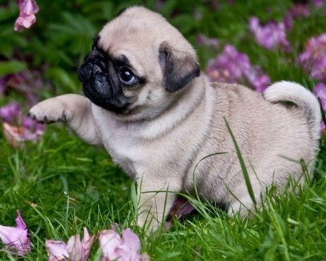 Cute Pug Puppy Fat Pug, Pug Gifs, Baby Pug, Anjing Pug, Puppy Sleeping, Pet Pug, Cute Pug Puppies, Fawn Pug, Pug Dogs