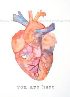 Anatomical Heart Art, Heart Watercolor, Heart Artwork, Medical Wallpaper, Heart Drawing, Heart Painting, Medical Art, Anatomical Heart, Human Heart