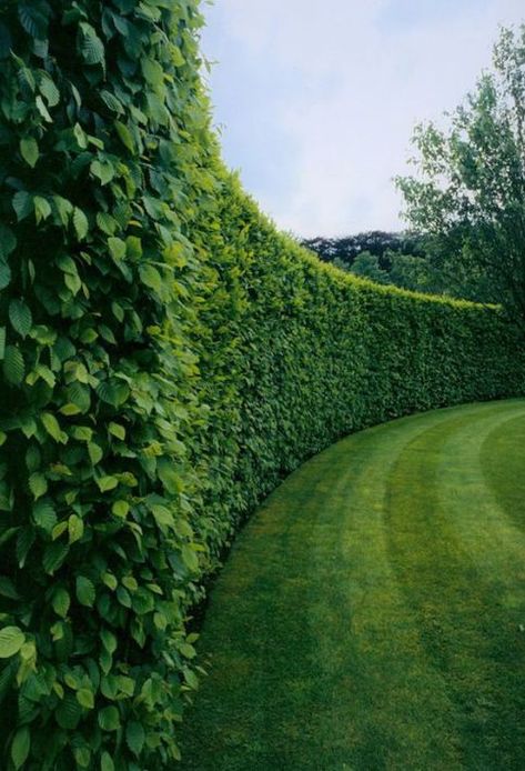 Boxwood Hedges via M Pression Garden Hedges, Boxwood Hedge, Privacy Landscaping, Living Fence, Backyard Privacy, Desain Lanskap, تصميم للمنزل العصري, Magic Garden, Walled Garden