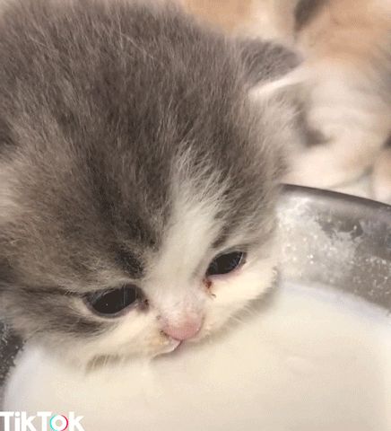 New GIF on Giphy Cute Kitten Gif, Scottish Fold, Baby Kittens, Fluffy Animals, Cute Cats And Kittens, Cute Animal Videos, Beautiful Cats, Baby Cats