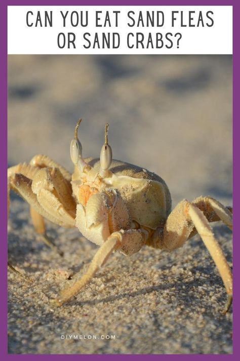 Can You Eat Sand Fleas Or Sand Crabs How To Treat Fleas On Dogs, Flea Infestation Home How To Get Rid, Flea Prevention Dog Treats, Coconut Oil For Fleas, Sand Fleas, Crab, Food Hacks, Fish, Canning