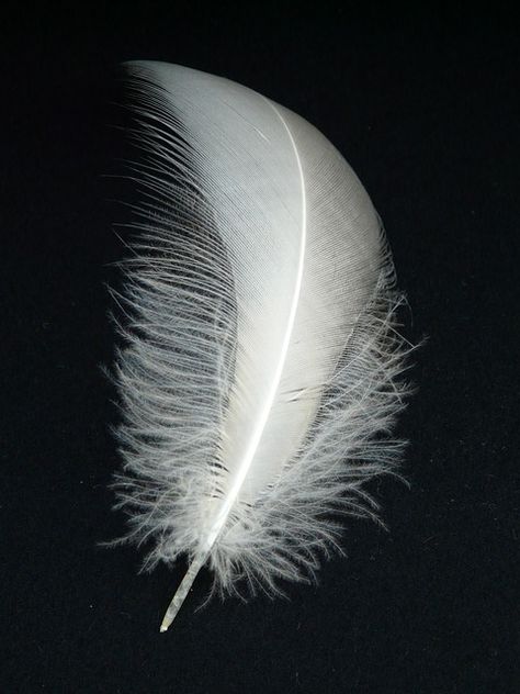 Free Image on Pixabay - Swan Feather, Feather, Swan, Easy Indoor Wallpaper, Feather Drawing, Feather Photography, Photography Indoor, Angel Feathers, Ange Demon, Feather Tattoo, Feather Art, White Feather