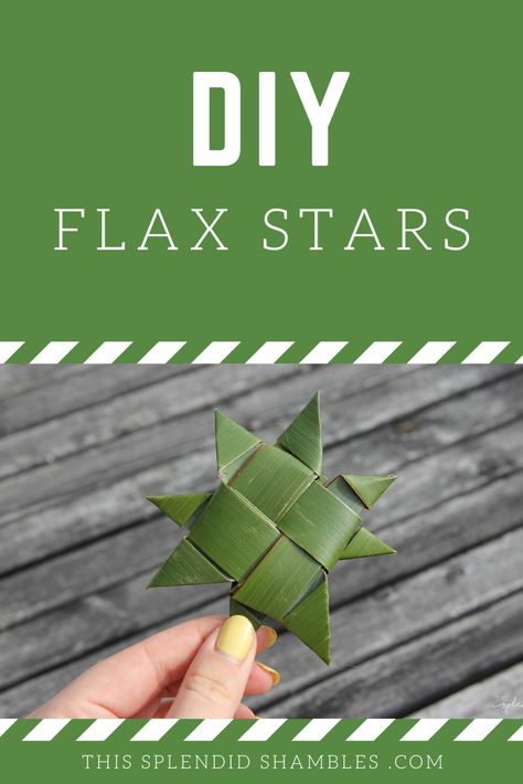 How to make harakeke whetū (flax stars) on This Splendid Shambles. Really easy, kid friendly, craft you can DIY in your own backyard. #diy #flax #crafts #doityourself Flax Weaving Tutorials, Flax Crafts, Maori Activities, Matariki Stars, Ribbon Fish, Palm Rose, Te Reo Maori Resources Teaching, Maori Symbols, Hawaiian Crafts