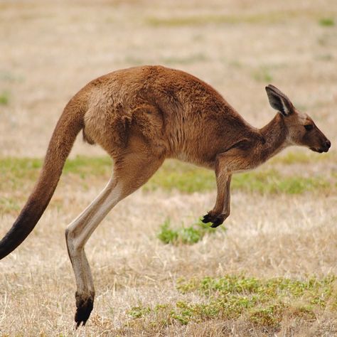 #Kangaroo bounds through grassland in an #Adelaide suburb in #SA - photo by Darren Gall. #wildlife #nature #Australia #abcnews #darrengall Kangaroo Jumps, Australian Icons, Talking Parrots, Scottish Terriers, Australian Animals, Animal Projects, Boeing 747, Wildlife Animals, Cycling Women