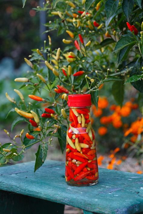 Hot Tabasco Pepper Vinegar – Bonnie Plants Tabasco Peppers, Tabasco Pepper, Vegetable Seeds, Pepper Seeds, Pepper Sauce, Tamales, Canning Recipes, Chili Pepper, Sriracha