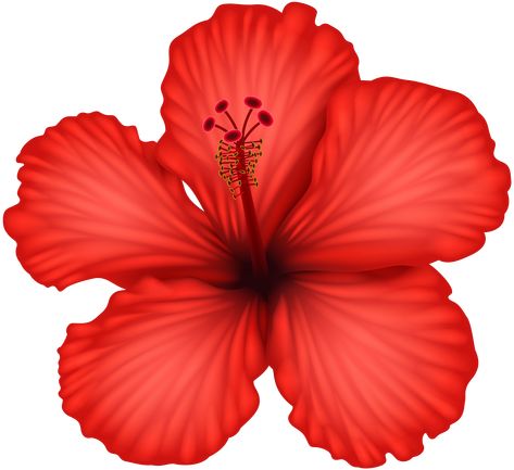 Hibiscus Image, Red Hibiscus Flower, Free Watercolor Flowers, Flower Cartoon, Blue Lotus Flower, Fiesta Tropical, Hibiscus Plant, Red Hibiscus, Flower Art Images