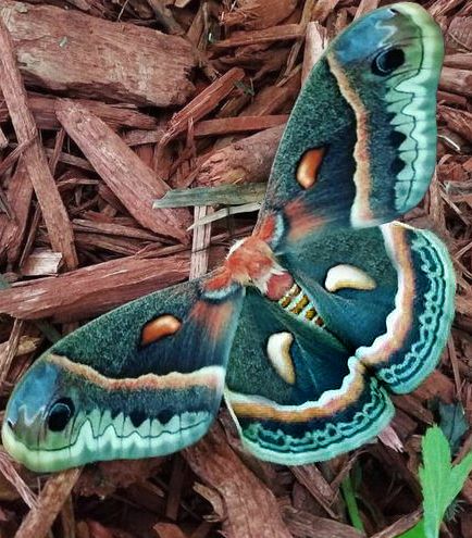 Pretty Moths Aesthetic, Pretty Moths Real, Cool Bugs Insects, Moth Reference Photo, Rare Moths, Moth Colors, Moth Types, Moth Tattoo Color, Cool Moths