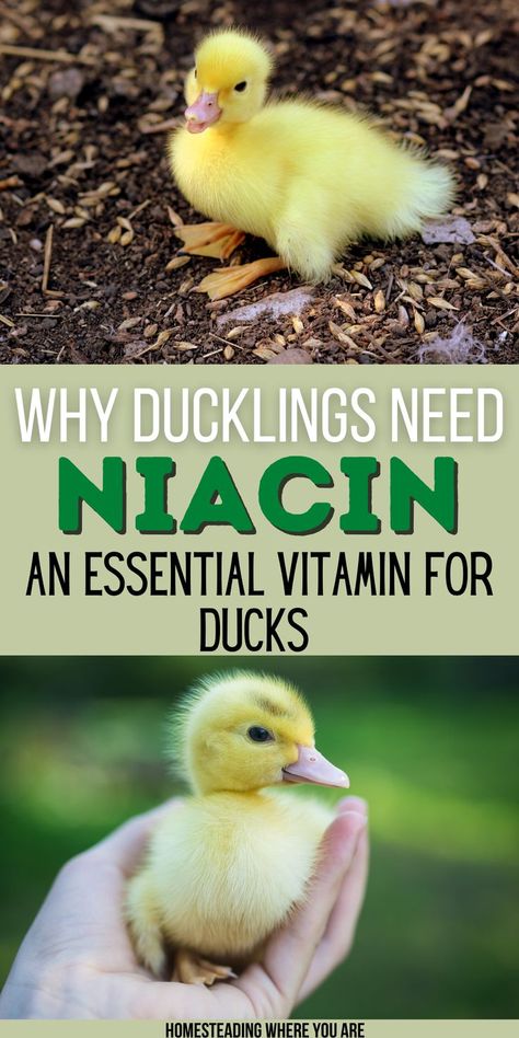 Raising ducklings is one of my greatest joys; baby ducks are adorable. Ducks grow much faster than chickens, and their rapid growth rate means they need plenty of vitamins and nutrients. Niacin is one of the vitamins most needed to support their rapid growth. Make sure you know how to give your ducklings more niacin when raising baby ducks. Raising Baby Ducks, Homestead Ducks, Duck Raising, Natural Chicken Coop, Raising Ducklings, Pekin Ducklings, Farming 101, Duck Enclosure, Adorable Ducks