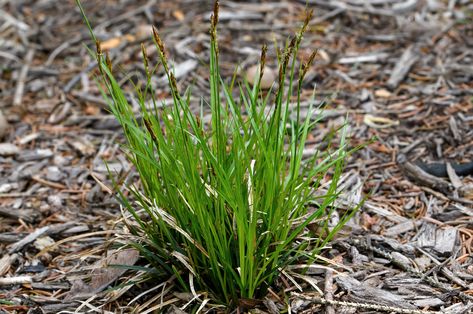 Pennsylvania Sedge Pennsylvania Sedge, Ice Plants Ground Cover Perennials, Brass Buttons Ground Cover, Outdoor Landscaping Ideas Front Yard, Evergreen Groundcover Sun, Purple Flower Ground Cover, Japanese Maple Tree Landscape, Maple Tree Landscape, Best Ground Cover Plants