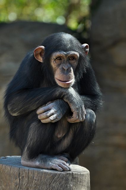 Monkey Chimpanzee, Fuengirola Spain, Monkey Pictures, Wild Animals Pictures, Animal Print Wallpaper, Great Ape, Pet Monkey, Animal Projects, Animal Sketches