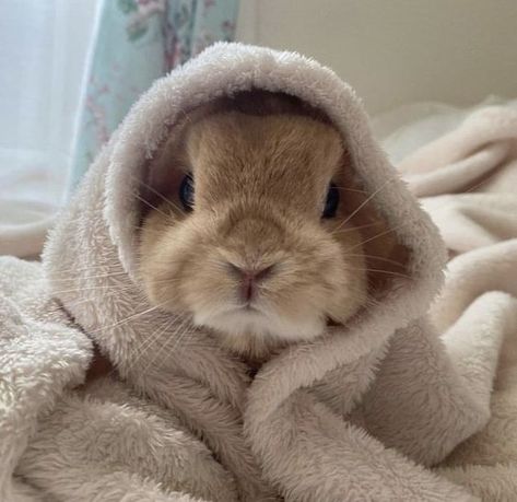 -ˋˏ ༻❁༺ ˎˊ-Bunny Blanket #Bunny Pet Bunny Rabbits, Cute Bunny Pictures, Cute Small Animals, Fluffy Bunny, Pet Bunny, Bunny Pictures, Pretty Animals, Cute Animals Images