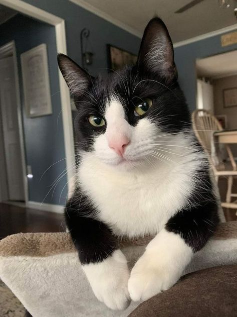 Cat Shrine, Tuxedo Cats, Stray Cats, Silly Cats Pictures, Gorgeous Cats, Cat Pose, Cute Cats Photos, Cat Photos, Tuxedo Cat