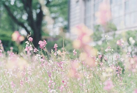 A Moveable Feast, Spring Breeze, Spring Is Coming, Little Flowers, Summer Breeze, Film Aesthetic, Pansies, Secret Garden, Spring Time