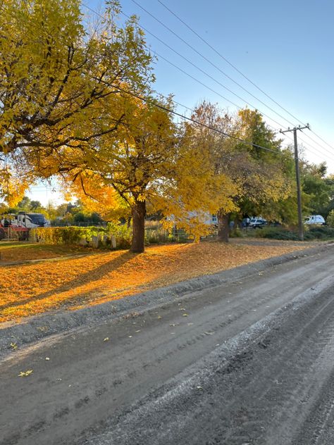 Fall cute aesthetic orange season cold Colorado Neighborhood, Fall Trees, Life Map, Autumn Trees, Colorado, The Neighbourhood, Country Roads, Trees, Map