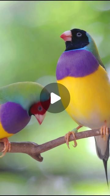 Bird Lovers on Instagram: "The Gouldian Finch, indigenous to Australia, displays vibrant plumage and is highly sought after by aviculture enthusiasts. It primarily inhabits open woodlands and sustains itself on a diet of seeds and insects. Conservation initiatives are actively working towards safeguarding its habitats and genetic diversity. #reels #instagram #gouldianfinch" Genetic Diversity, Gouldian Finch, Beautiful Bugs, Reels Instagram, Gods Creation, Genetic, Bird Lovers, Insects, Seeds