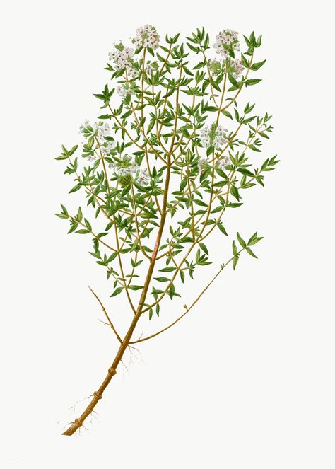 Thyme Herb, Thymus Vulgaris, Herb Salad, Laurel Leaves, Botanical Artwork, Antique Illustration, Plant Illustration, New York Public Library, Botanical Wall Art