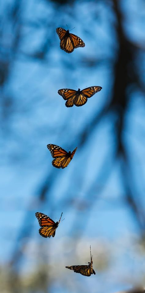 Monarch Butterflies Photography, Butterfly Images Photography, Yellow Aesthetic Pastel, Images Disney, Wallpaper Disney, Butterfly Wallpaper Iphone, Butterfly Images, Disney Phone Wallpaper, Monarch Butterflies