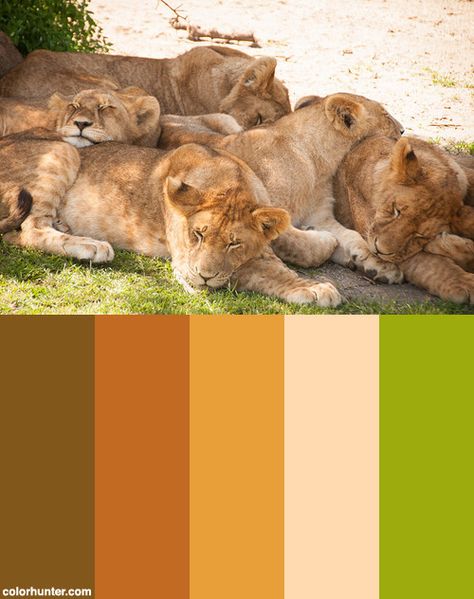 Safari-3171 Color Scheme from colorhunter.com Safari Theme Color Palette, Safari Colour Palette, Safari Color Palette, Safari Colors, Safari Party Decorations, Giraffe Colors, Baby Aesthetic, Lion Safari, Safari Design