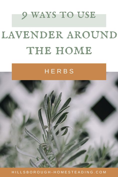 How to Use Lavender On the Homestead - 9 DIY Ideas How To Use Lavender Leaves, Drying Lavender Leaves, Lavender Leaf Uses, How To Dry Lavender Leaves, Lavender Leaves Recipes, Uses For Lavender Leaves, What To Do With Lavender Leaves, Lavender Leaves Uses, Herb Preservation