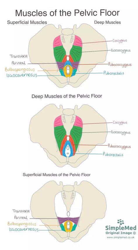 Muscles of the Pelvic Floor SimpleMed Pelvic Floor Muscles Anatomy, Pelvic Floor Diagram, Pelvic Floor Therapy For Women, Pelvic Physiotherapy, Pelvic Floor Anatomy, Learning Medicine, Pelvic Floor Physical Therapy, Muscle Diagram, Perineal Tear