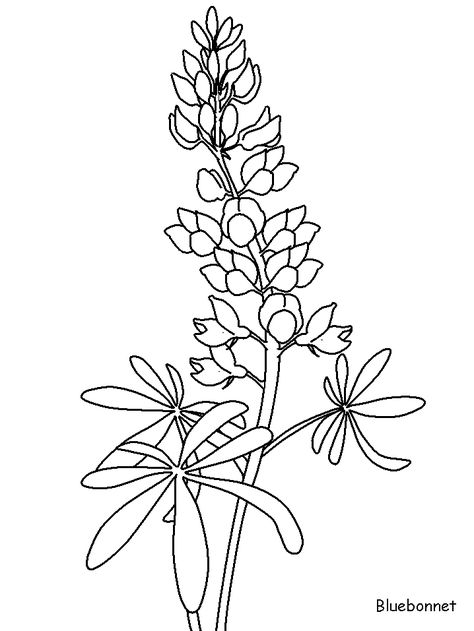 http://coloringpagesplus.com/flowers/free-coloring-flowers-bluebonnet.gif Bluebonnet Stencil, Blue Bonnets Drawing, Blue Bonnet Drawing, Bluebonnet Drawing, Jessie Tattoo, Painting Bluebonnets, Blue Bonnet Flower, Bluebonnet Photos, Texas Painting