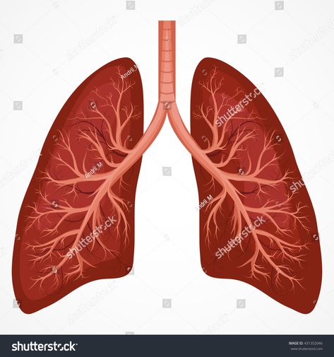 Lungs Drawing, Human Respiratory System, Lung Anatomy, Human Body Organs, Human Lungs, Lungs Health, Easy Science Experiments, Lung Disease, Heart Illustration