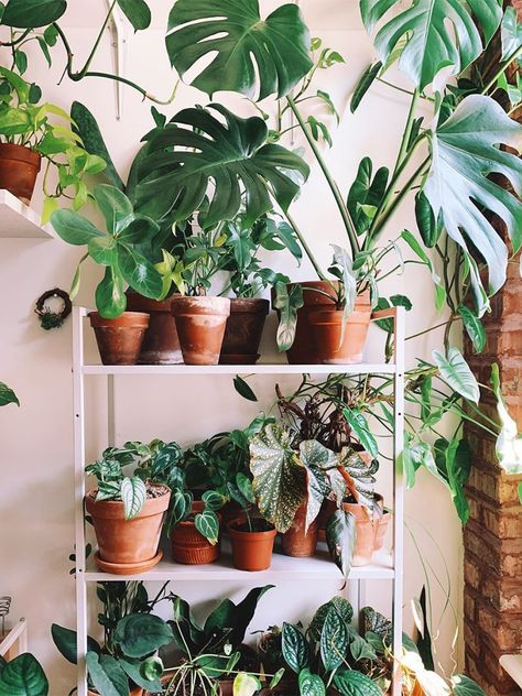 inside Plant Kween's sunroom Plant Kween, Plant Shelfie, Plants Display, Green Shelves, Green Apartment, Plant Goals, Palm Green, Plant Parent, Plant Shelf