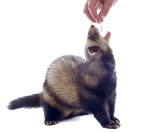 What do ferrets eat? Should you feed your pet a kibble diet or a raw meat-based diet? Find the answers to your top ferret food questions in this section. What Do Ferrets Eat, Ferret Diet, Ferret Food, Ferret Accessories, Food Questions, Ferrets Care, Ferret Toys, A Ferret, Good Diet