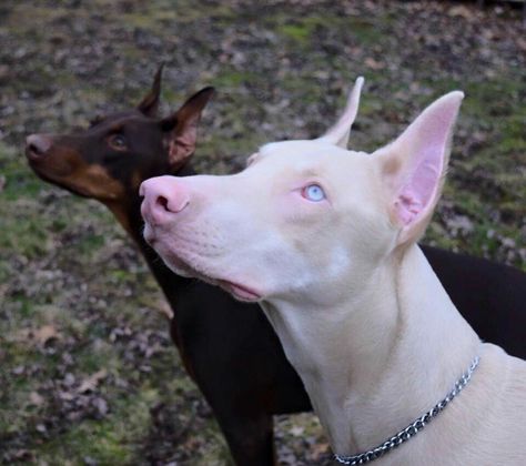 Blonde Doberman, White Doberman, White Doberman Pinscher, Doberman Love, Doberman Pinscher Dog, Scary Dogs, Doberman Dogs, Pretty Dogs, Pretty Animals