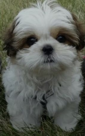 Perro Shih Tzu, Chien Shih Tzu, Shitzu Dogs, Shitzu Puppies, Shih Tzu Puppies, Rare Dogs, Very Cute Puppies, Shih Tzu Puppy