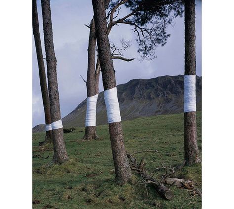 WOW. Zander Olsen's "Tree, Line" installation is blowing my mind. This is just too cool. Konst Designs, Earth Art, Teacher Outfit, Tree Line, Sculpture Installation, Land Art, Environmental Art, Public Art, Art Plastique