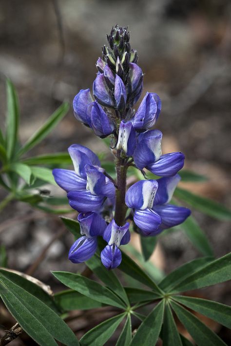 Arctic Lupine, Denali National Park and Preserve, Alaska (pinned by haw-creek.com) Arctic Flowers, Denali National Park, Unique Photography, Wild Plants, Flowers Nature, Inspiration Board, Native Plants, Plant Life, Botanical Illustration