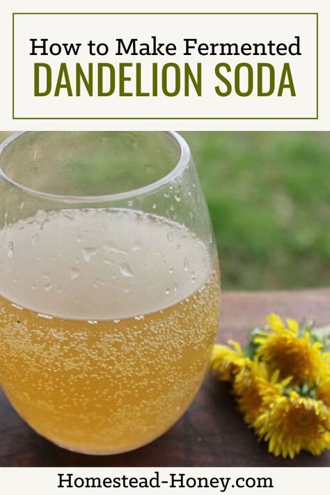 Wild Soda, Medicinal Remedies, Herbal Kitchen, Resep Vegan, Fermented Drinks, Ginger Bug, Foraging Recipes, Homemade Soda, Fermentation Recipes