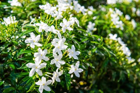 20 Plants For Spaces With Shallow Soil | Horticulture.co.uk Full Sun Garden, Evergreen Bush, Planting Ideas, Hydrangea Garden, Sun Garden, Butterfly Bush, Growing Seeds, Different Plants, Types Of Soil