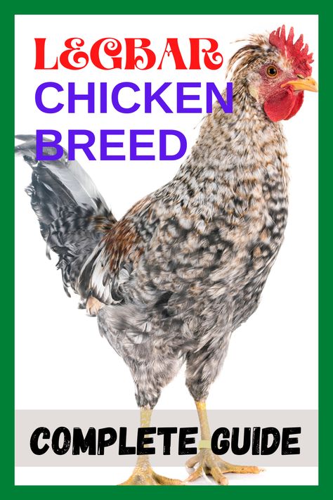 Legbar Chickens, Cream Legbar Chickens, Cream Legbar, Brahma Chicken, Chicken Farming, Backyard Chicken Farming, Farm Stuff, Chicken Breeds, Chicken Farm