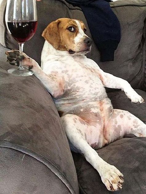 Pocket Beagle, Funny Baby Pictures, Dog Wine, Emotional Support Dog, Funny Pictures With Captions, Animals Images, Funny Animal Pictures, Dog Memes, Animal Memes